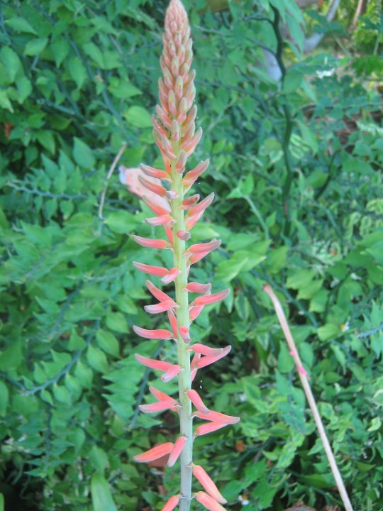 Aloe Vera flower.jpg - Aloe vera flower